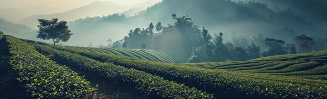 AI generated tengshan tea fields wallpaper photo