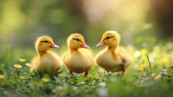 AI generated Little yellow ducklings run along the green bright grass photo
