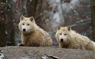 Portrait of Arctic wolf in zoo photo