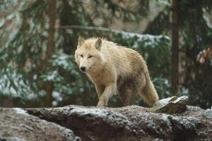 Portrait of Arctic wolf in zoo photo