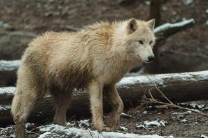 Portrait of Arctic wolf in zoo photo