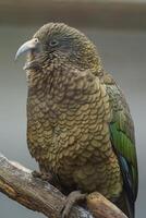 Portrait of Kea on branch photo