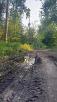 Large white and gray purebred Alaskan Malamute dog on a forest road. The dog drinks water from a puddle. A black and white shaggy dog enjoys the coolness of the water. video