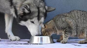 A large dog and a kitten eat together from the same bowl. Alaskan Malamute is having lunch with his little friend. Funny video of a dog and a cat.