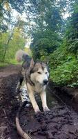 söt stor hund i sommar skog i varm väder. gående de hund efter de regn. de alaskan malamute utseende för en slak i smutsig regnvatten. hund och pöl. video