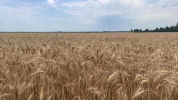 reusachtig tarwe veld. boer veld- met graan gewassen. visie van tarwe oren zwaaiend in de wind. biologisch productie van rauw materialen voor de bakkerij industrie. video