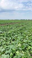 Farmer's green cucumber field during the ripening period. Green juicy leaves of cucumber grown on drip irrigation. Modern technologies for growing vegetables. video