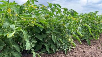 wachsend Tomaten. blühen organisch Tomate Busch im ein Landwirte Feld. Grün Tomaten und blühen Tomate Busch. Rinnsal Bewässerung. Der letzte Stand der Technik Technologie organisch Produktion. video