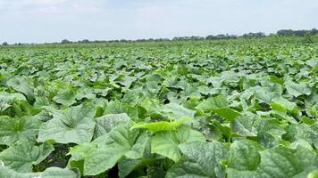 cetriolo campo contro il blu cielo. verde fogliame ondeggia nel il vento. estate soleggiato giorno. in crescita verdure su un industriale scala. biologico produzione di crudo materiale per il cibo industria. video