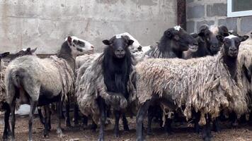 mouton fermer. une RAM et une troupeau de mouton avoir besoin à être cisaillé. video