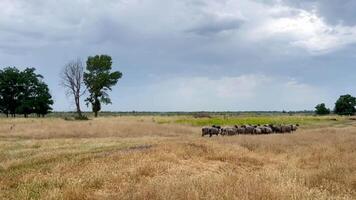 A flock on a walk on a sunny summer day on a farm. A group of unshorn sheep walks and eats in a field. video