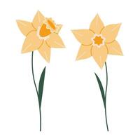 Narcissus, yellow daffodils, cartoon style. Trendy modern vector illustration isolated on white background, hand drawn, flat