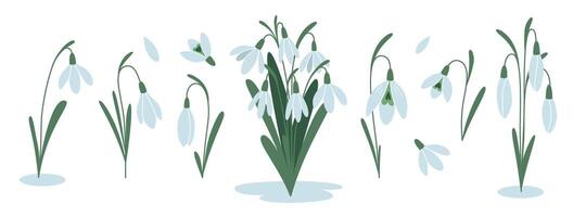 Set of snowdrops, first spring flowers, cartoon style. Trendy modern vector illustration isolated on white background, hand drawn, flat