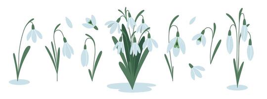 Set of snowdrops, first spring flowers, cartoon style. Trendy modern vector illustration isolated on white background, hand drawn, flat