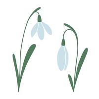 Several snowdrops, first spring flowers, cartoon style. Trendy modern vector illustration isolated on white background, hand drawn, flat