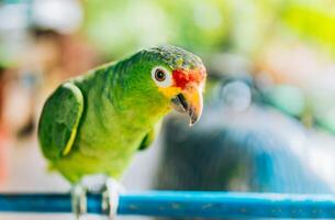 Portrait of Autumnal Amazon Parrot outdoors. Cute red-crested parrot Central American photo