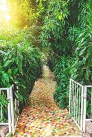 Beautiful concrete path in a home garden surrounded by plants photo