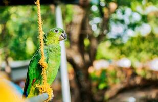 retrato de un masculino cuello amarillo verde loro. un hermosa y vistoso nuca amarilla loro al aire libre foto