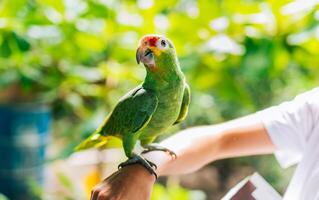 Portrait of autumnal amazon parrot on person hand. Cute Central American Red Crested Parrot posing on person hand photo