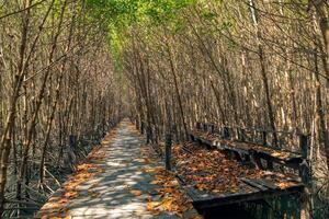 Wooden walkway in the mangrove forest photo