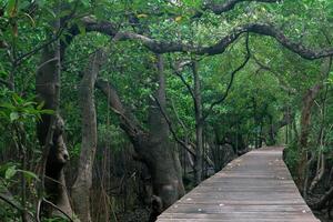 Wooden bridge for sightseeing in the wetland area photo