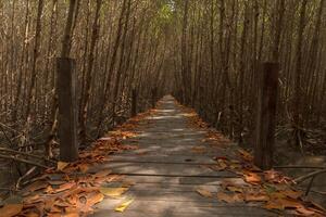 Wooden walkway in the mangrove forest photo