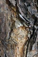 Close-up photo of tree bark.