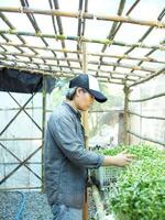 gardener in green house check his vegatable and sunflower sprout healthy food happy farmer photo