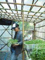 gardener in green house check his vegatable and sunflower sprout healthy food happy farmer photo