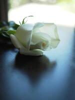 white rose on table book and blur background  rose gift photo