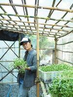 gardener in green house check his vegatable and sunflower sprout healthy food happy farmer photo