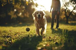 AI generated A friendly Dog happily plays fetch with its owner in a lush green park, friendship with animals photo