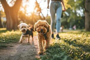 ai generado propietario y perro caminando en jardín desenfocado fondo, perro caminante, mascota y propietario foto