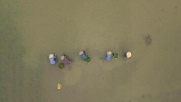 Top View Of Women Farmers Planting Rice In The Rice Paddies, Vietnam video