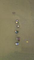 Top View Of Women Farmers Planting Rice In The Rice Fields, Vietnam video