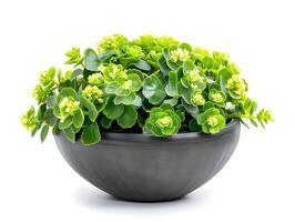 AI generated Kalanchoe in modern design grey pot isolated on a white background. Plant with light yellow flowers. High quality. AI Generative photo