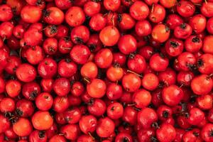 pile of red hawthorn berries full frame background and texture photo