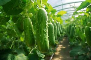 AI generated ripe green cucumbers hanging in a greenhouse, neural network generated photorealistic image photo