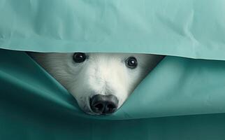 ai generado un blanco polar oso echar un vistazo mediante un pedazo de azul papel foto
