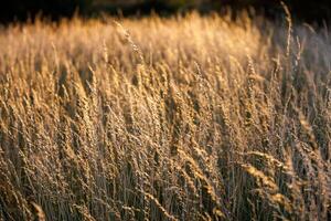 Dry yellow wild grass close-up full-frame background with selective focus photo