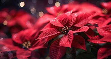 AI generated a close up of beautiful poinsettia blossoms photo