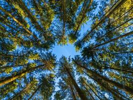 pine forest, wide angle view in upward direction at summer day photo