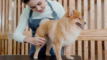 hembra profesional peluquero guarnición Corte de pelo perro a mascota spa aseo salón video