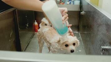 aparador profissional feminino tomando banho no salão de beleza do spa para animais de estimação video