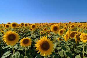 AI generated A field of sunflowers with a clear blue sky in the background, neural network generated image photo