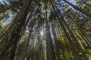 Birch tree in the pine forest, wide angle view in upward direction at summer day photo