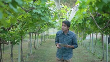 Asia man with tablet checking ripe grapes in vineyard in summer time. video