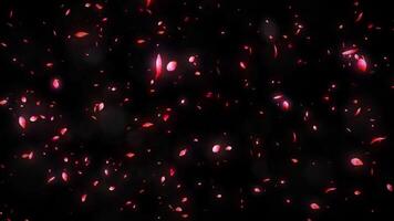 Rose Petals floating and Falling animation on black background video