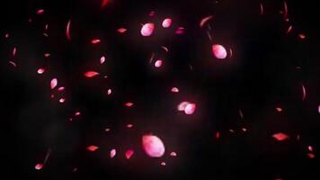 rosa petali galleggiante e caduta animazione su nero sfondo video