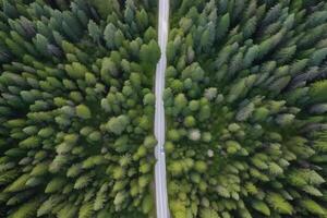 ai generado zumbido Disparo encima hermosa pino bosque la carretera a verano día, neural red generado imagen foto